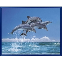 Постер "Дельфины", 40 см х 50 см артикул 7970a.